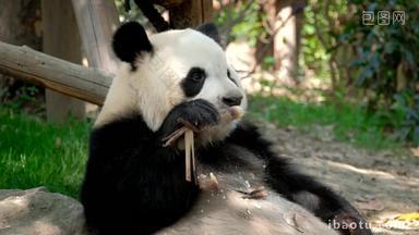 熊猫幼崽成都四川